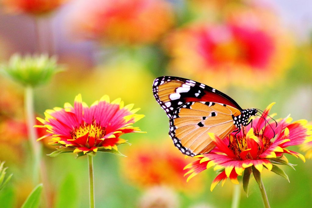 Spring Allergy Relief Using Standard Process & MediHerb