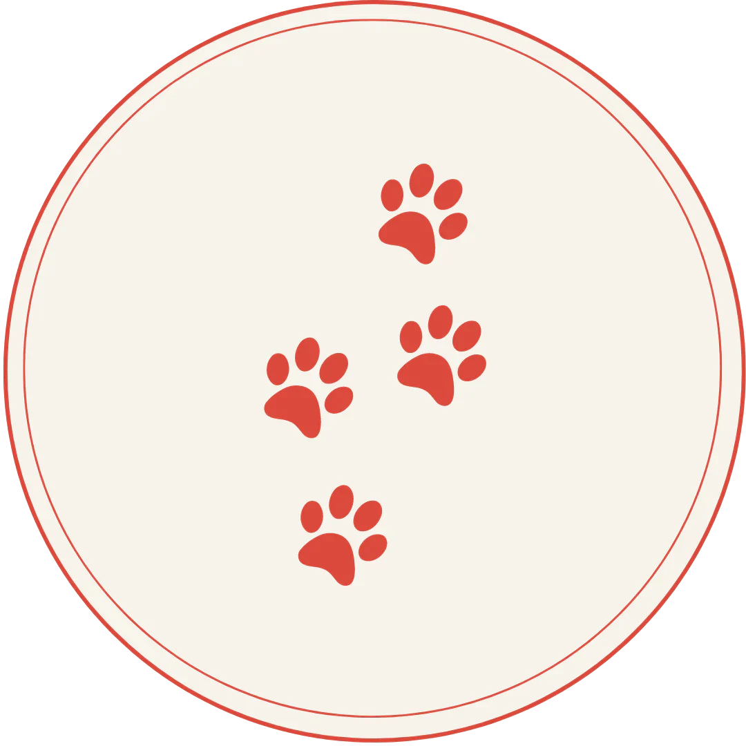 Standard Process for Pets Collection Icon Image